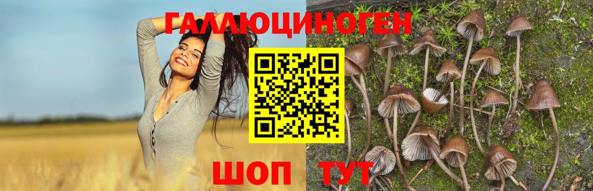 Псилоцибиновые грибы Cubensis  Галлюциногенные грибы GOLDEN TEACHER  Ефремов  Вход с VPN 